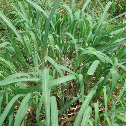 Java Citronella (Indonesian) Pure Essential Oil
