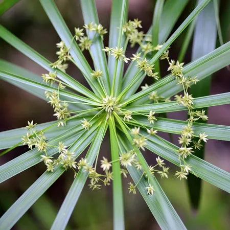 Cypriol (Indian) Pure Essential Oil