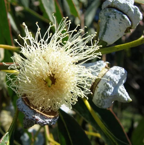Eucalyptus Blue Mallee (Australian) Pure Essential Oil