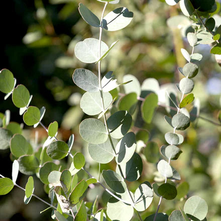 Eucalyptus Globulus 80/85% (Chinese) Pure Essential Oil