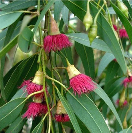 Eucalyptus Radiata (Australian) Pure Essential Oil