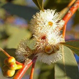 Lemon Eucalyptus (Brazilian) Pure Essential Oil