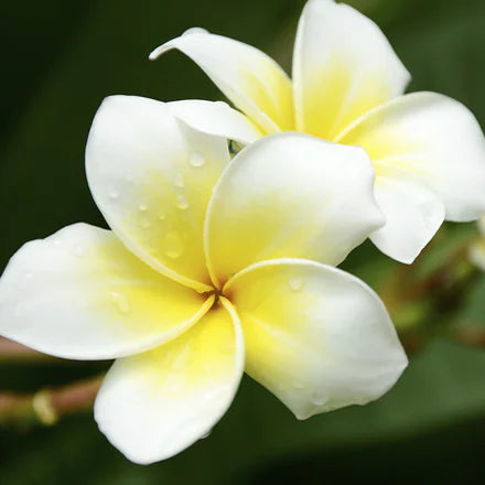 Frangipani (Indian) Pure Essential Oil