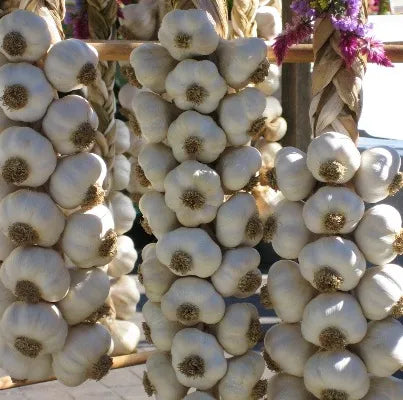 Garlic (Indian) Pure Essential Oil