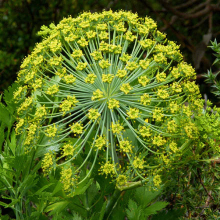 Galbanum (French) Pure Essential Oil