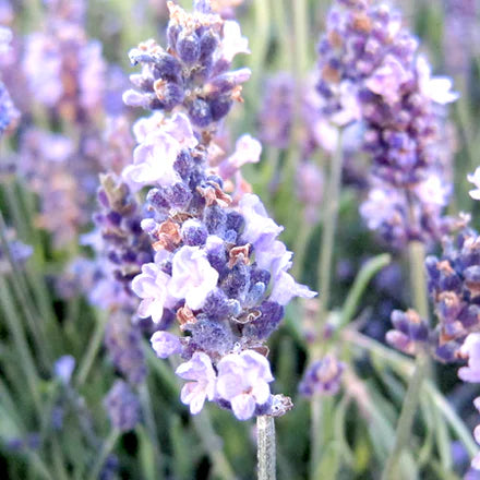 Spanish Lavender (Spanish) Pure Essential Oil
