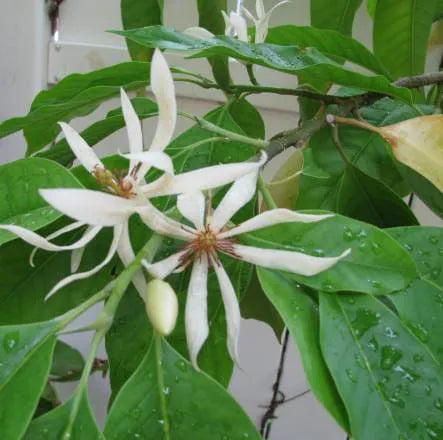 White Champaca (Indian) Pure Essential Oil