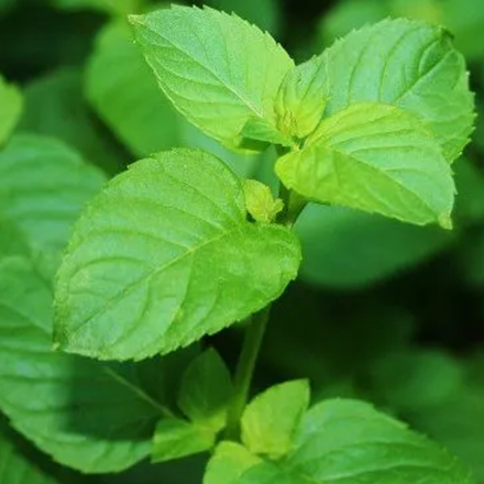 Mint (Indian) Pure Essential Oil