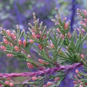 Virginian Cedarwood (American) Pure Essential Oil