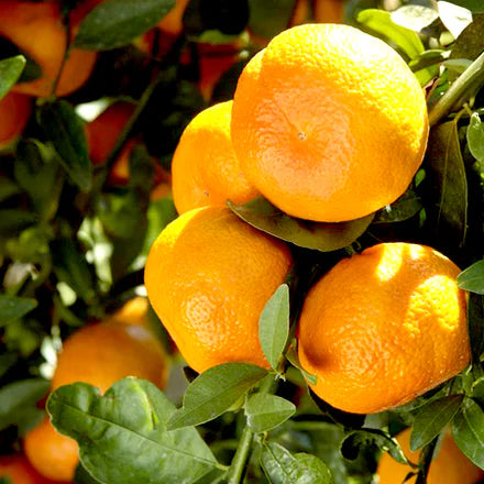 Sweet Orange (Brazilian) Pure Essential Oil