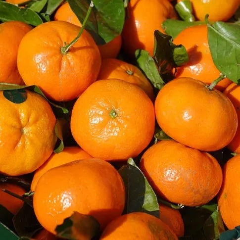 Tangerine (Italian/Brazilian) Pure Essential Oil