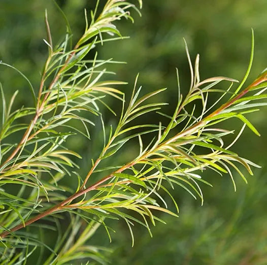 Tea Tree (Chinese) Pure Essential Oil