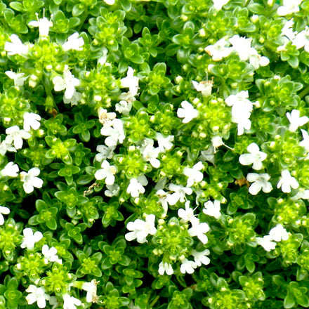 Thyme White (Spanish) Pure Essential Oil