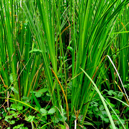 Vetiver (Indonesian) Pure Essential Oil