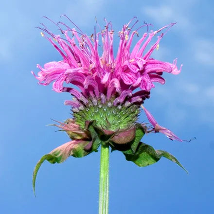 Wild Bergamot (Bee Balm) (North American) Pure Essential Oil