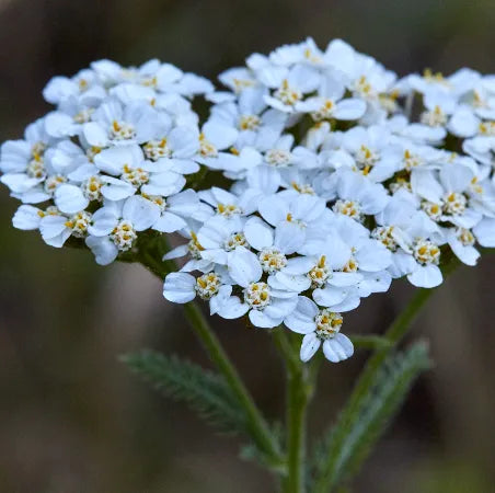 Yarrow Blue (Hungarian/Bulgarian) Pure Essential Oil
