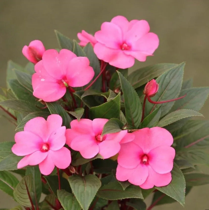 Balsam of Peru (American) Pure Essential Oil