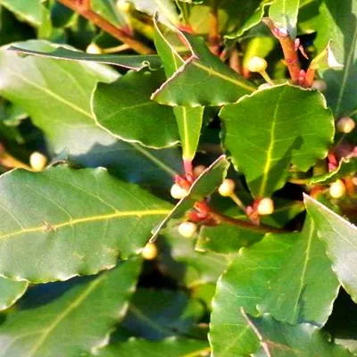 Bay Laurel (Hungarian) Pure Essential Oil
