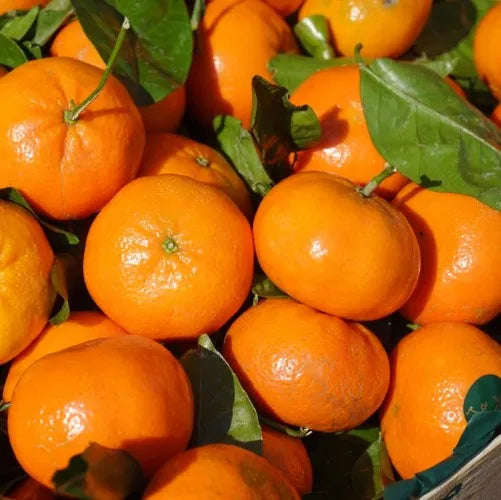 Bergaptene-Free Calabrian Bergamot (Italian) Pure Essential Oil