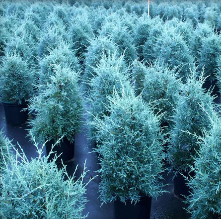 Australian Blue Cypress (Australian) Pure Essential Oil