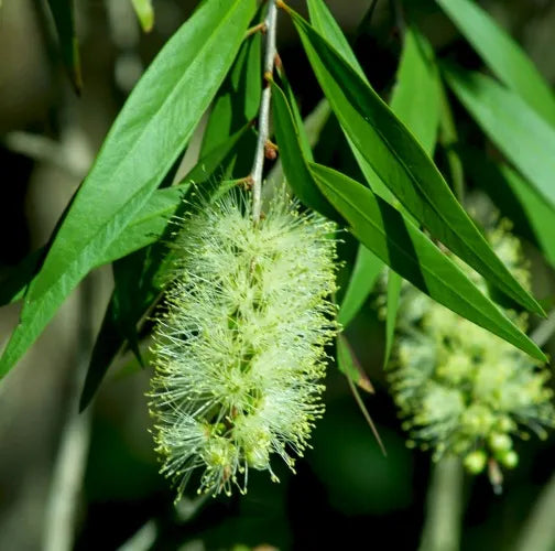 Cajeput Organic (Indonesian) Pure Essential Oil