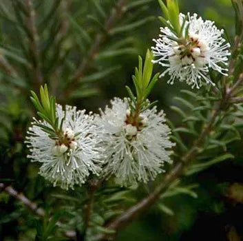 Cajeput (Vietnamese) Pure Essential Oil