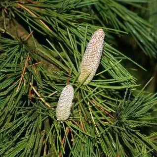 Cedarwood Atlas (Moroccan) Pure Essential Oil
