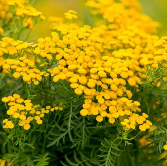Chamomile (Moroccan) Pure Essential Oil