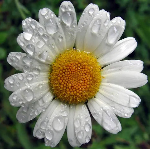 German Chamomile (Egypt) (Egyptian) Pure Essential Oil