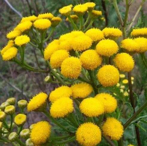 Chamomile (Morocco)(Moroccan) Pure Essential Oil