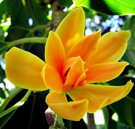 Champaca (Orange) (Indonesian) Pure Essential Oil