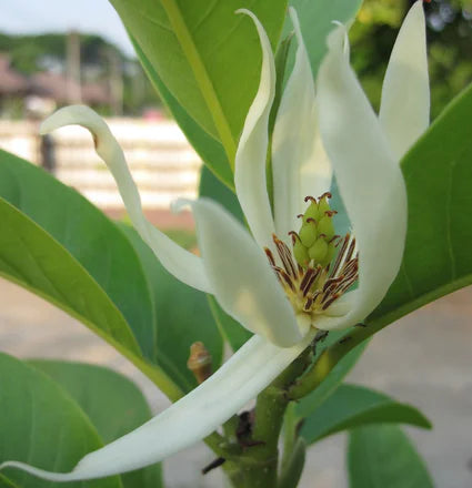 White Champaca (Indian) Pure Essential Oil