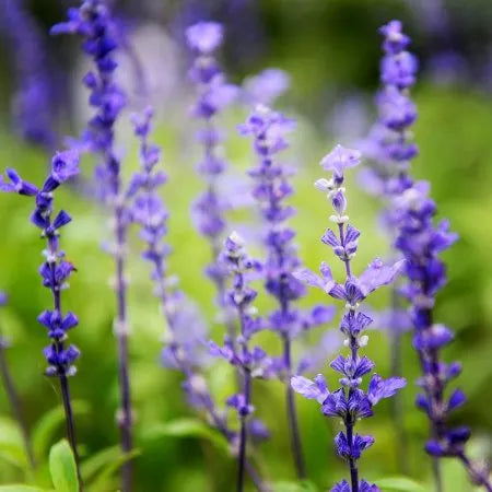 Clary Sage (French) Pure Essential Oil