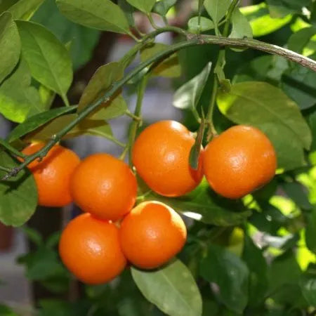 Clementine (Italian) Pure Essential Oil