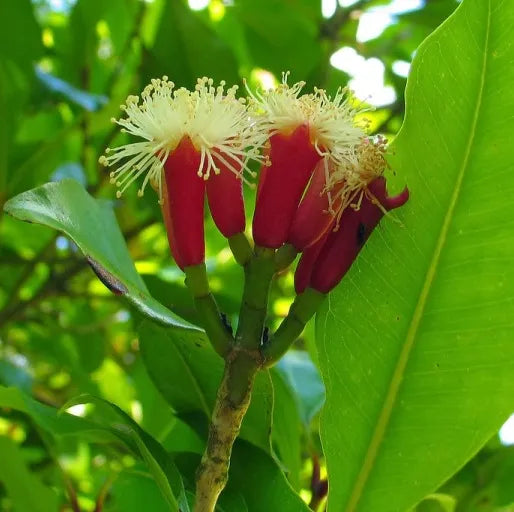 Clove Bud (Indonesian) Pure Essential Oil