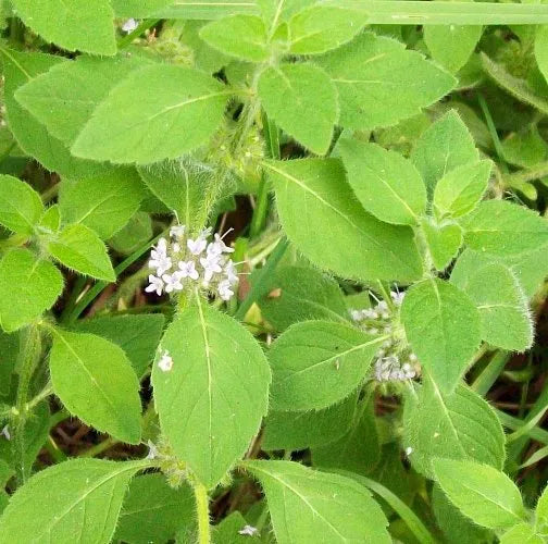 Cornmint (Indian) Pure Essential Oil