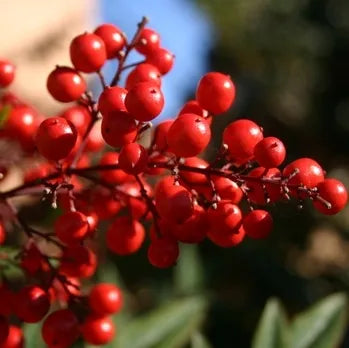 Cranberry (North American) Pure Essential Oil