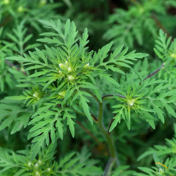 Davana (Indian) Pure Essential Oil