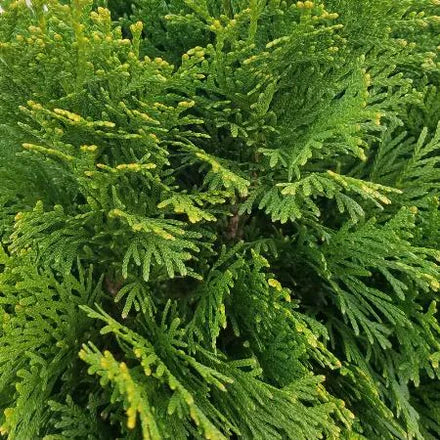 Cypress Emerald Natural (Australian) Pure Essential Oil