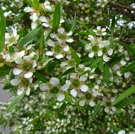 Tea Tree AAA (Australian) Pure Essential Oil