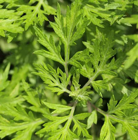 Armoise Mugwort (Indian) Pure Essential Oil