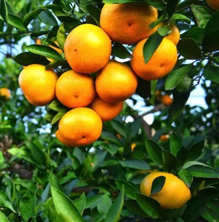 Petitgrain (Southern Chinese) Pure Essential Oil