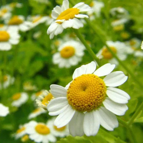 Roman Chamomile (French) Pure Essential Oil