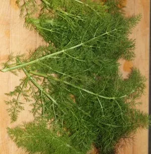 Sweet Fennel (Hungarian) Pure Essential Oil