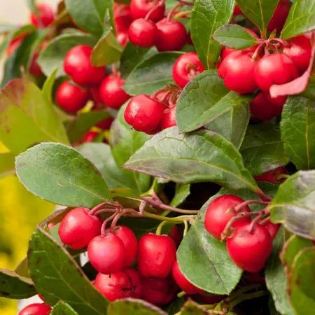 Wintergreen (Chinese) Pure Essential Oil