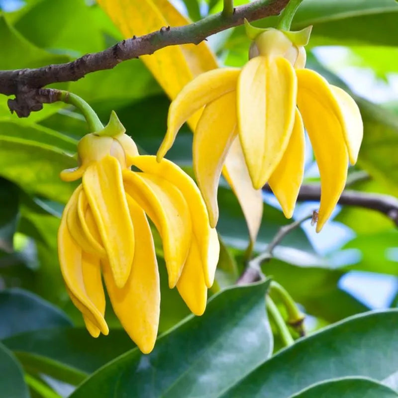 Ylang Ylang (Madagascan) Pure Essential Oil