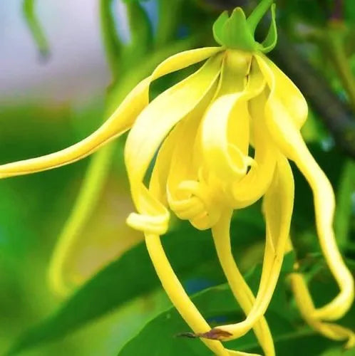 Ylang Ylang one (Madagascan) Pure Essential Oil